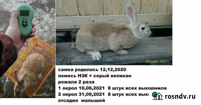 Крольчихи Ялуторовск - изображение 1