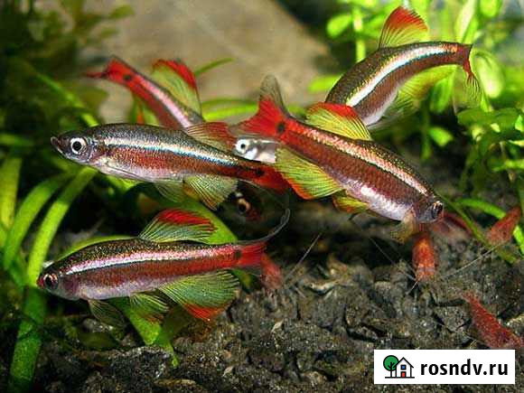 Бесплатно рыбки Кардинал Новосибирск - изображение 1
