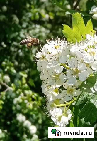 Мед с личной пасеки Белореченск - изображение 1