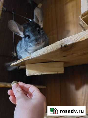 Шиншилла Москва - изображение 1