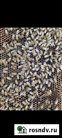 Пчёлы в ульях Новосиньково - изображение 1