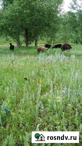Тушки баранов Энгельс - изображение 1