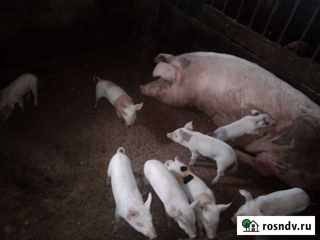 Поросята Путятино - изображение 1
