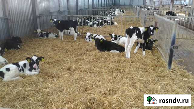 Телята бычки И телочки от месяца С доставкой Гусь-Хрустальный - изображение 1