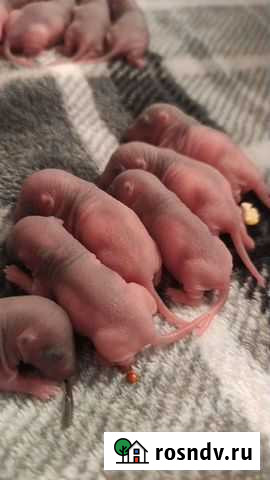 Крысята Щёлково - изображение 1