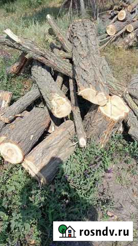 Стволы акации Грушевская - изображение 1