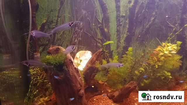 Стеклянный сом Краснодар - изображение 1