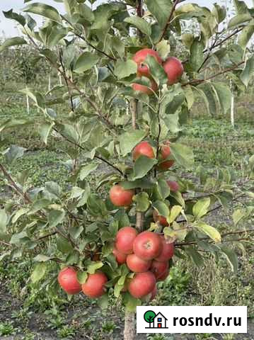 Яблоневый сад Стрелецкое - изображение 1