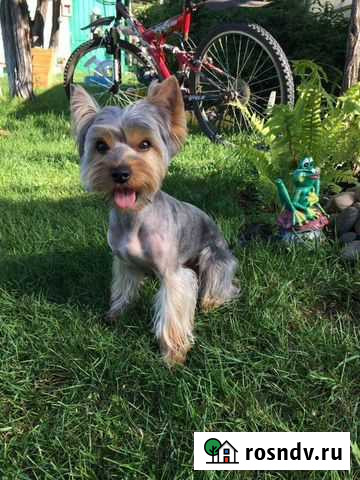 Йоркширский терьер Ангарск - изображение 1