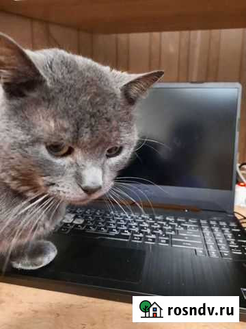 Asus TUF Ryzen 7 3750H GTX 1650 4gb 8gb RAM Смоленск - изображение 1