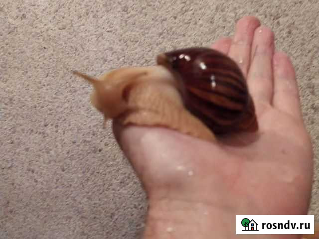 Улитки ахатины Сибай - изображение 1