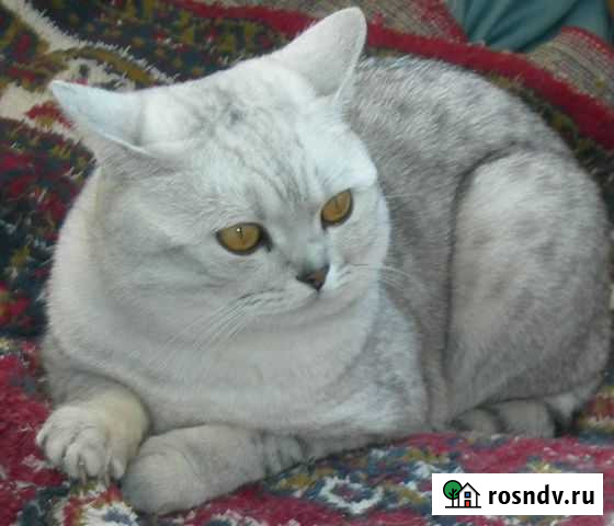 Коты приглашают шотландских кошечек Пермь - изображение 1