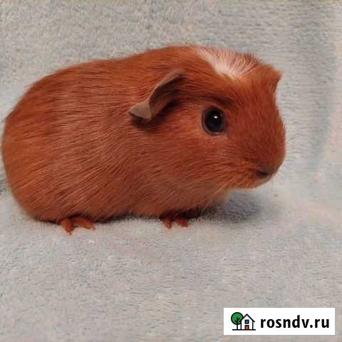 Морская свинка мальчик американский крестед Москва - изображение 1