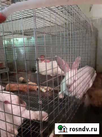 Кролики california Тверь - изображение 1