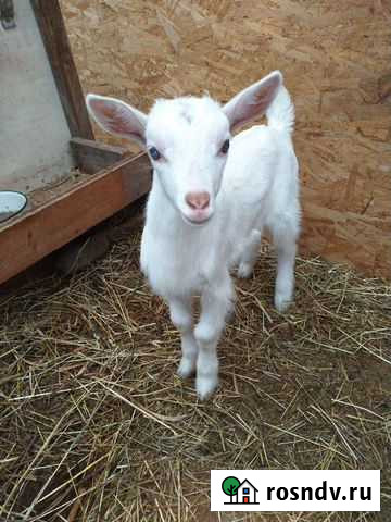 Козлята Большое Мурашкино - изображение 1