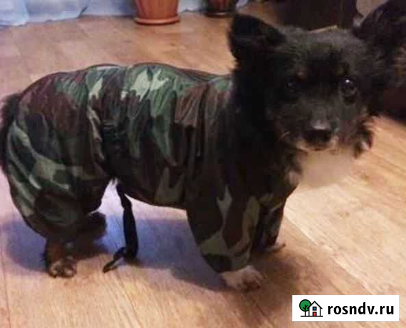 Комбинезон для собачки Мурманск - изображение 1