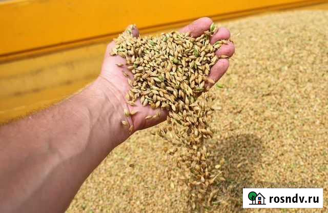 Продажа пшеницы Чита - изображение 1