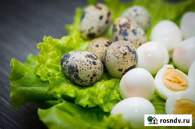 Яйца перепелиные Астрахань - изображение 1