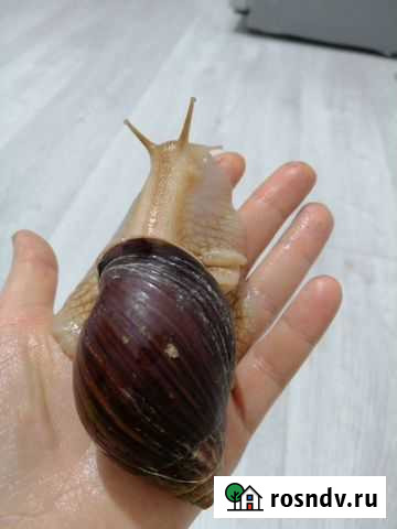 Улитки ахатины Махачкала - изображение 1