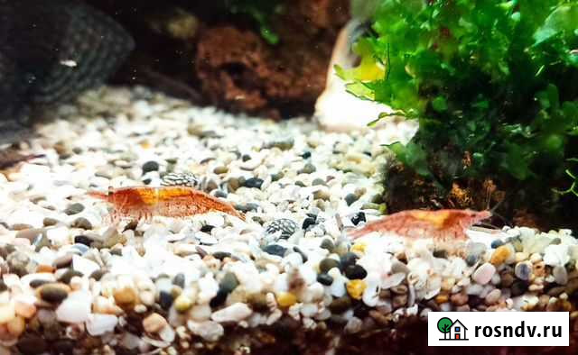 Аквариумные креветки Рыбинск - изображение 1