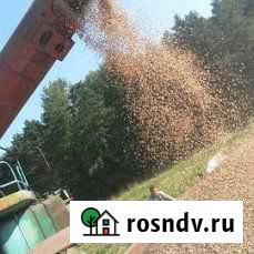 Пшеница и размол Правдинск - изображение 1