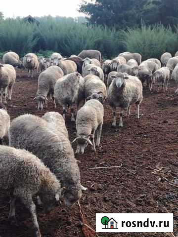 Овцы живым весом и мясом Целинное - изображение 1