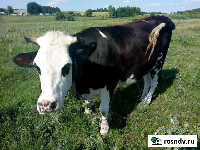 Телочка 1,5месяца Курск - изображение 1