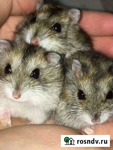 Джунгарский хомяк Каспийск - изображение 1