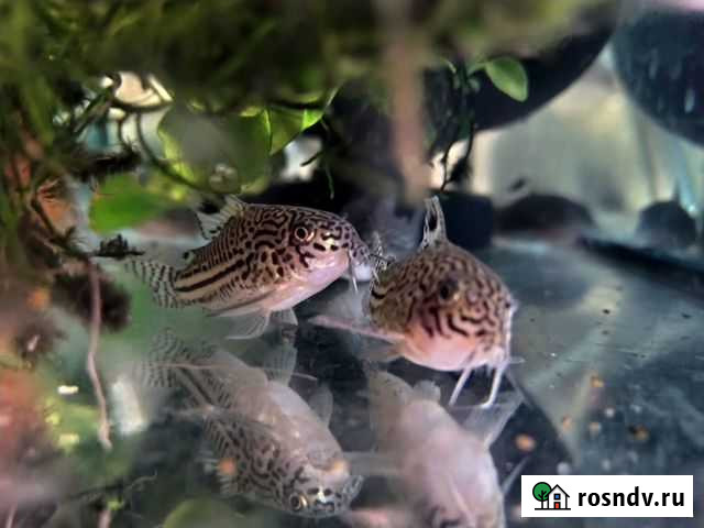 Прайс обновлен.Севилья.Коридорас.Неон.Барбус.Данио Раменское - изображение 1