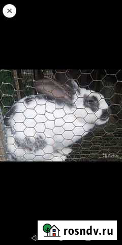 Клетка для кролика Камызяк - изображение 1