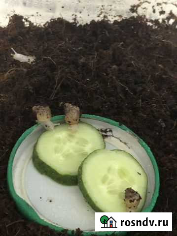 Улитки ахатина Санкт-Петербург - изображение 1