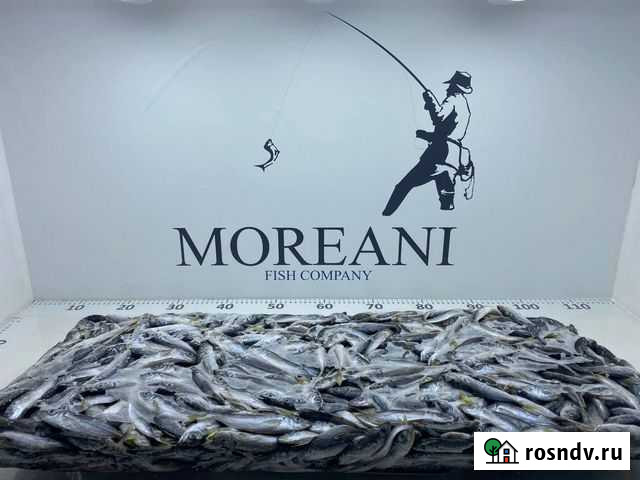 Ставрида Черноморская н/р с/м 8-11 1/10 Сочи - изображение 1