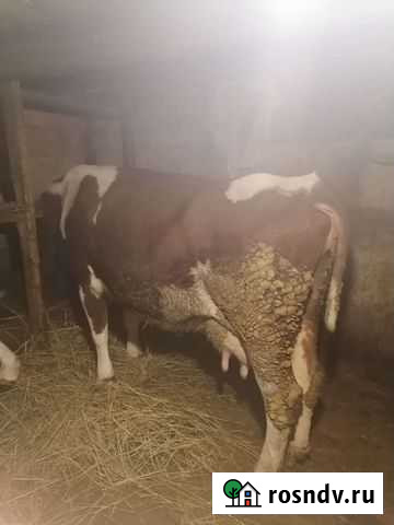 Коровы дойные молочные Морозовск - изображение 1