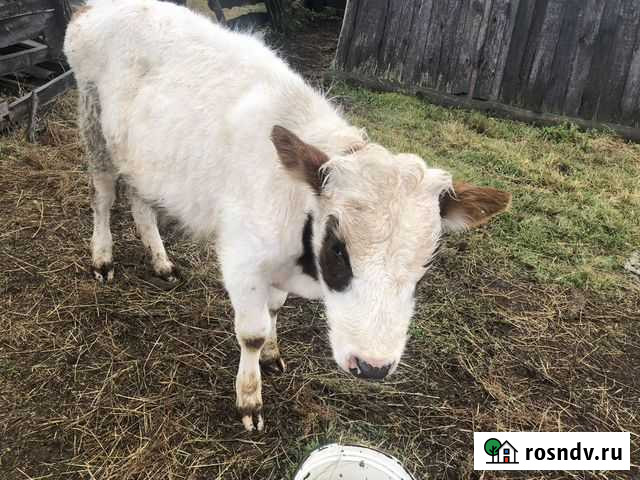 Продам телок Оек - изображение 1