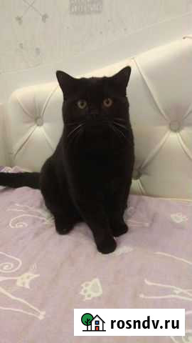 Вязка котов шотландских Новосибирск - изображение 1