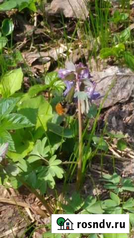 Репетитор английского и французского языка Подольск - изображение 1