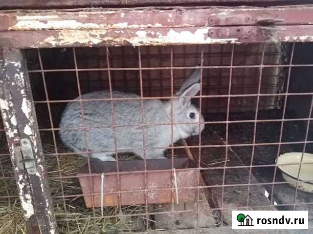 Кролики серый великан Пермь - изображение 1