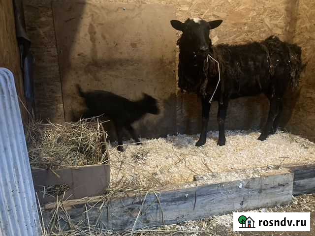 Овцы с ягнятами Ивантеевка - изображение 1