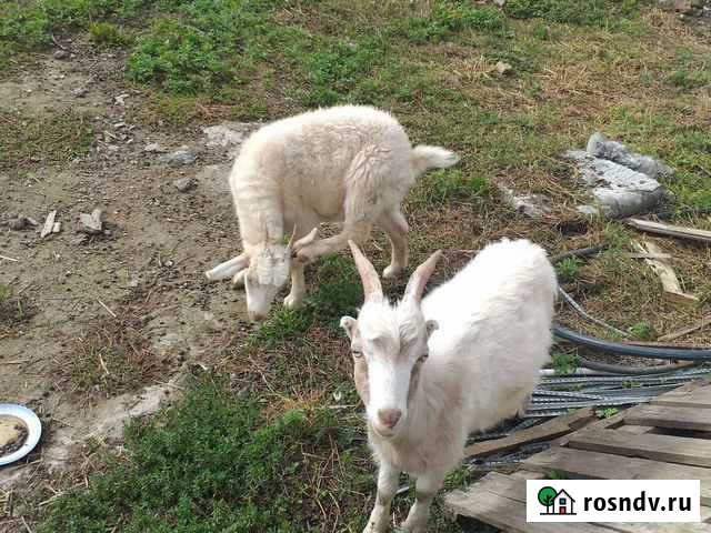 Козы Чегем - изображение 1