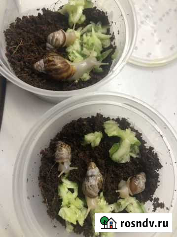 Улитки Самара - изображение 1