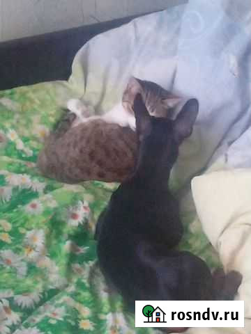 Выгул собак и кошек Курск - изображение 1