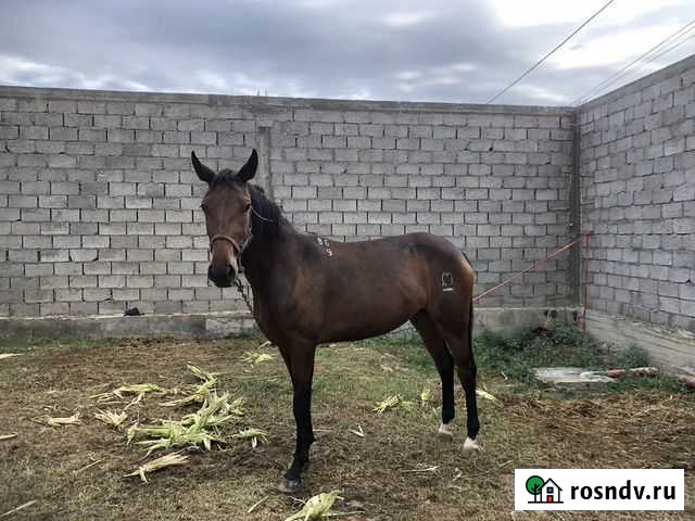 Лошадь Семендер - изображение 1