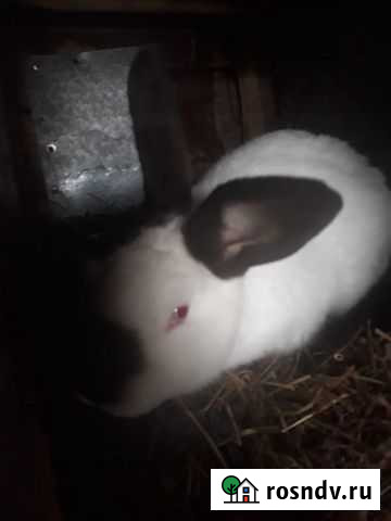 Калифорнийцы самцы, 6 месяцев Кемерово - изображение 1