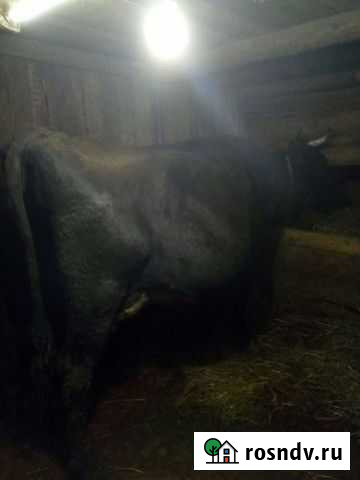 Корова Санкт-Петербург - изображение 1