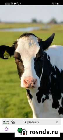 Телята Рузаевка - изображение 1