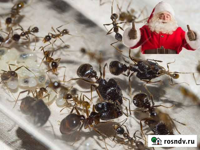 Муравьи для муравьиной фермы, жнецы, формикарий Санкт-Петербург - изображение 1