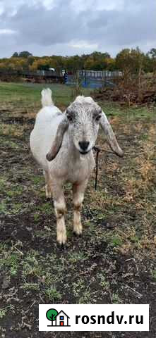 Козёл нубийский Рощинский - изображение 1