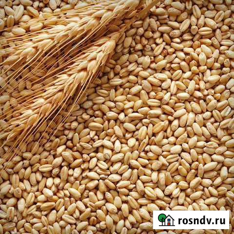 Ячмень в мешках Ардатов - изображение 1