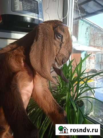 Ан-нубийские козочки Белово - изображение 1