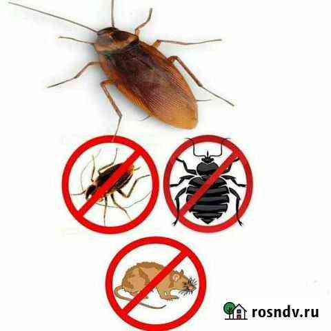 Уничтожение клопов и тараканов Рязань